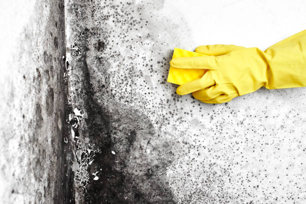 Best Certified Mold Removal  in Knox, IN