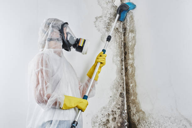 Certified Mold Removal in Knox, IN
