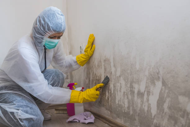Best Office Mold Removal Services  in Knox, IN
