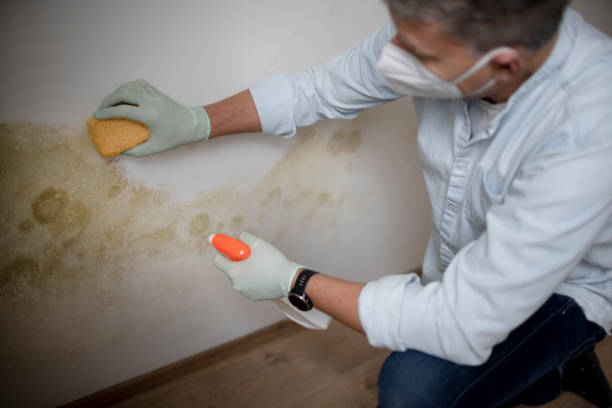 Best Toxic Mold Removal  in Knox, IN