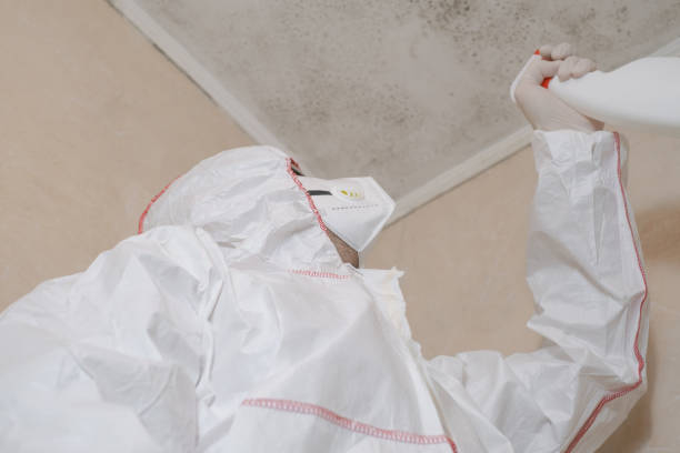 Attic Mold Removal in Knox, IN