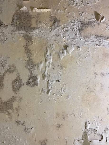 Best Local Mold Removal Service  in Knox, IN
