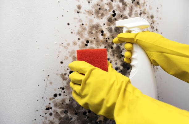Best Certified Mold Removal  in Knox, IN