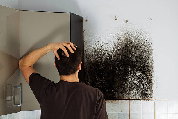 Best Fast Mold Removal  in Knox, IN